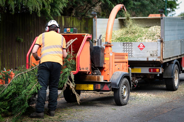 Best Tree Disease Treatment  in Thousand Oaks, CA