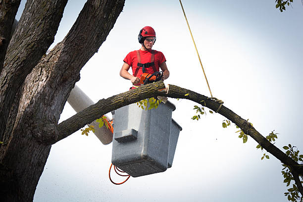 How Our Tree Care Process Works  in  Thousand Oaks, CA