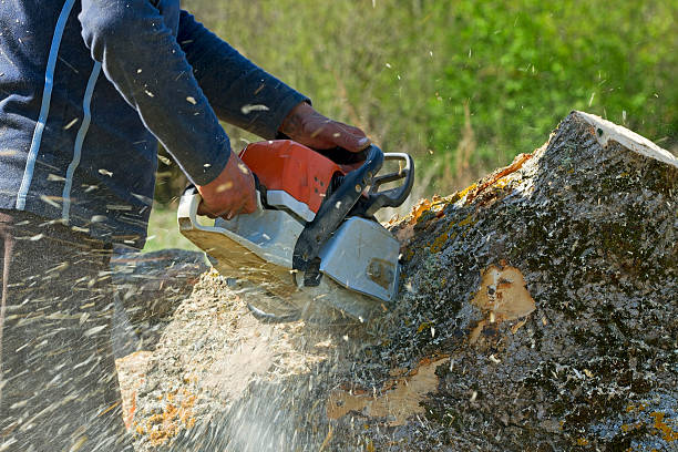 Best Seasonal Cleanup (Spring/Fall)  in Thousand Oaks, CA